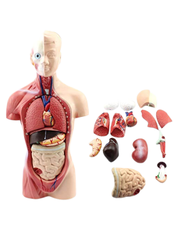 HUMAN TORSO